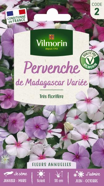 Fleurs - Pervenche de Madagascar en Mélange - face recto